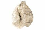 Fossil Xiphactinus (Cretaceous Fish) Vertebra - Kansas #258900-1